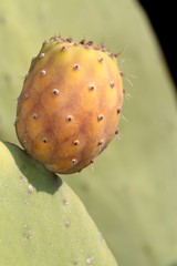 Prickly pear on a cactus. ( Cactus fig )