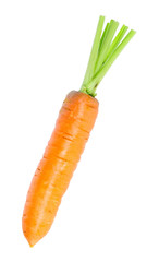 Fresh carrot