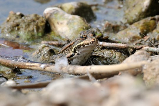 grenouille