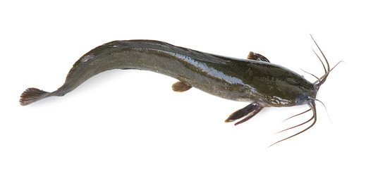 Channel catfish isolated on a white background.