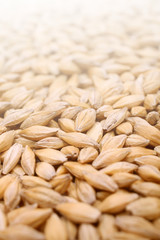 Natural oat grains background, closeup