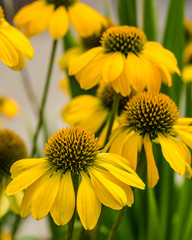 Yellow echinacea flowers in full bloom - obrazy, fototapety, plakaty