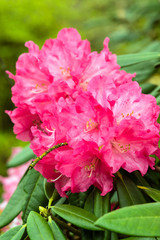 Pink Rhododendron flower in full bloom