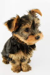 Yorkshire terrier - portrait of a cute puppy