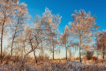 winter landscape