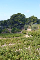 Fototapeta na wymiar Le Castellet - Vignes