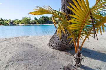 Palma su una spiaggia bianca in Polinesia francese