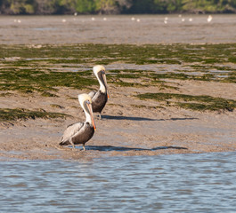 Brown pelicans in a pair