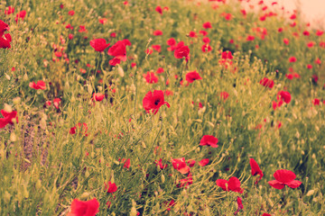 Obraz premium Poppy flowers, outdoors