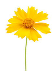 Naklejka premium Beautiful wild flowers isolated on white