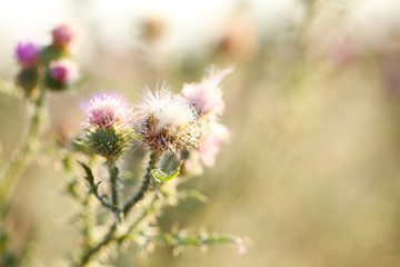 Beautiful wild flowers in field