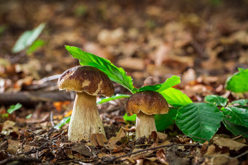 Two boletus mushrooms in oak forest