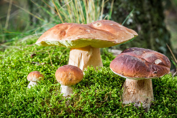 Several boletus mushroom on moss in forest