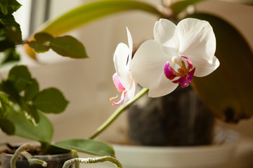 Phalaenopsis. White orchid flower indoor.