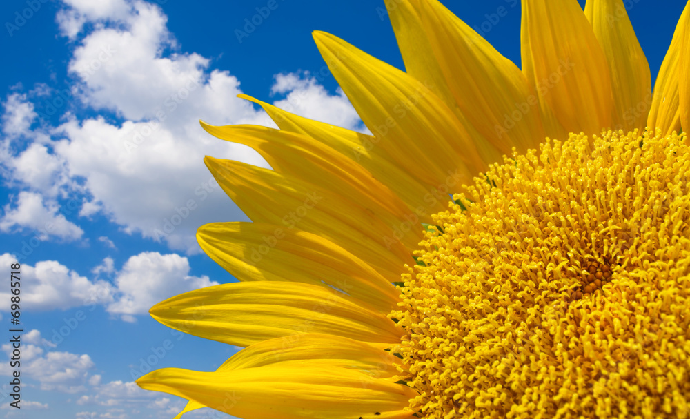 Wall mural beautiful landscape with sunflower field over cloudy blue sky