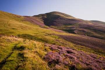 heather summer purple flower blooming Pentlands Scotland