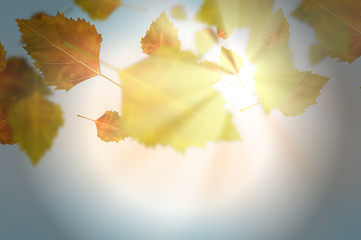 Autumn leaves
