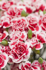 カーネーション