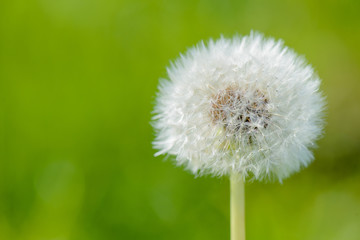 Blowball with a green background