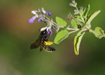 Black Bumble Bee
