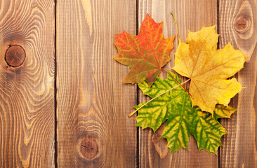 Naklejka na ściany i meble Colorful autumn maple leaves