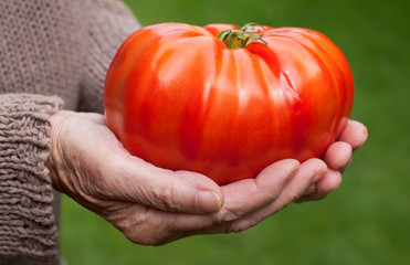 Giant tomato