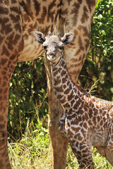 Newborn Giraffe on the Masai Mara in Africa