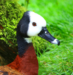 Obraz premium White Faced Whistling Duck Dendrocygna viduata White-Faced