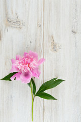 pink peony on wooden surface