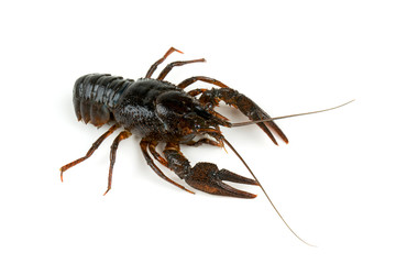 crawfish isolated on white