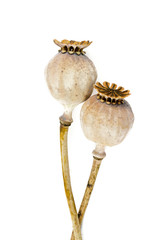dried poppy heads isolated on white
