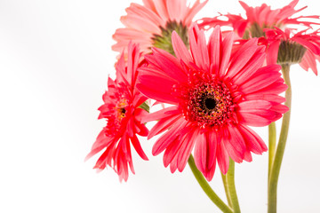 Obraz premium gerbera flower isolated on whitebackground