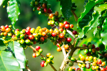 Coffee beans ripening on tree in North of thailand