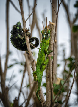 Chameleons male and female friendship and love
