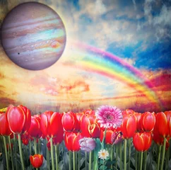 Foto auf Acrylglas Rainbow in the tulips field © Rosario Rizzo