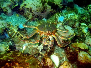 King crab, Barents sea