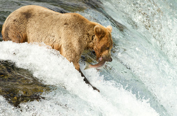 Grizzly beim Lachsfang (Alaska)
