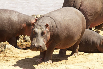Hippo on the Masai Mara in Africa