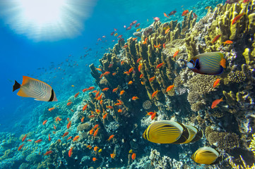 Underwater landscape, Red Sea, Egypt