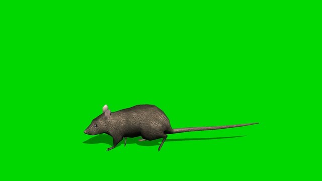 Gray rat runs - loopable green screen