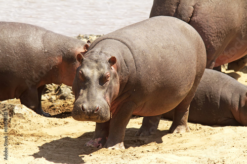 Hippopotamus, Masai Mara, Kenya бесплатно