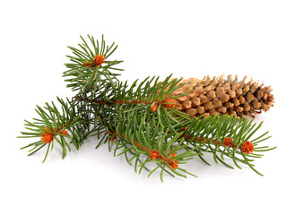 Spruce twig isolated © spline_x