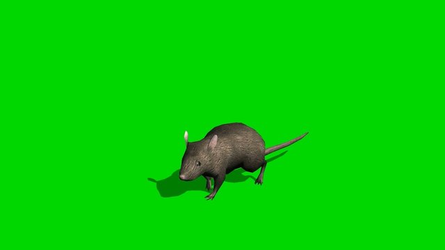 Gray rat runs - loopable green screen