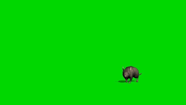 Gray rat runs at cam - green screen