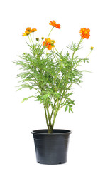 Cosmos flower in pot