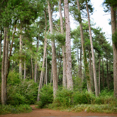 Obraz premium Pine grove