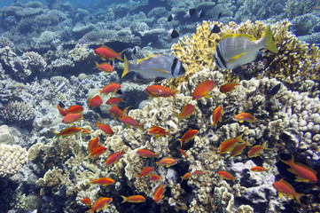 Tropical Fish on coral reef