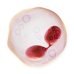 White Blood Cell - Eosinophil