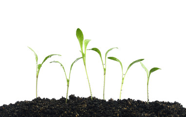 Growing plants