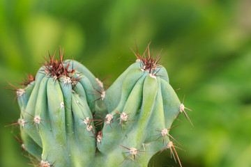 close up Cactus